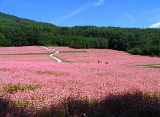 Mùa hoa tam giác mạch trên cao nguyên đá