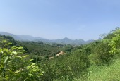 Chính chủ cần bán hơn 6000m đất RSX bám đường bê tông liên xã tại Cao Phong