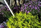 Nhà Vườn SƠN DŨNG Chuyên cung cấp sỉ lẻ hoa tươi Đà Lạt các loại Hoa tươi