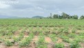 Cần tiền nên cần bán gấp hơn 6.2 sào đất tại Xuân Lộc Đồng Nai