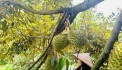 Bán vườn Sầu Riêng MUSANGKING GÀN 3.1 HA giá chỉ 16,5 tỷ với DÒNG TIỀN THU NHẬP HƠN 70 TẤN Sầu Riêng/năm.