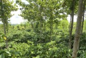 Cần bán gấp 4,4 sào đất tại Xã Ia Blang, Chư Sê, Gia Lai