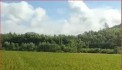 ĐẤT ĐẸP - GIÁ TỐT - Cần Bán 3 Lô Đất Vị Trí Đắc Địa Tại xã Tây Giang, Huyện Tây Sơn, Bình Định