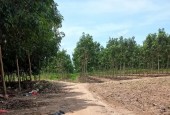 Cần bán gấp lô đất  tọa lạc tại ấp Mũi Lớn, xã Tân An Hội,huyện Củ Chi - TPHCM