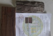 Bán 2 cây sưa đỏ trên 100 năm tuổi tại Đồng Nai có kiểm chứng