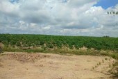 Cần bán gấp đất  DT 1,6 mẫu tại huyện La Pa, tỉnh Gia Lai