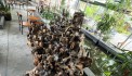 Cần bán thác nước phong thuỷ chất liệu bộ rễ lõi cây gỗ chai