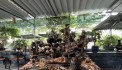 Cần bán thác nước phong thuỷ chất liệu bộ rễ lõi cây gỗ chai tại TPHCM