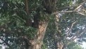Bán 2 cây sưa đỏ trên 100 năm tuổi tại Đồng Nai có chứng nhận rõ ràng