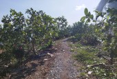 Bán vườn cây ăn trái 1000m2, xã Long Thắng huyện Lai Vung, Đồng Tháp