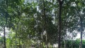 Bán đất mẫu 4.16 ha Minh Hòa Dầu Tiếng