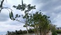 GẤP!!CHÍNH CHỦ Cần Bán Đất  Vườn Dừa, Giá Tốt Tại Thạnh Trị, Bình Đại, Bến Tre