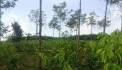 Đất Đẹp - Giá Tốt - Chính Chủ Cần Bán Lô Đất Vị Trí Đẹp Tại Xã Đắk Wil - Huyện Cư Jút