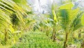 Chính Chủ - CẦN BÁN  NHANH LÔ ĐẤT Vườn Dừa Thu Hoạch Hàng Tháng Tại Càng Long, Trà Vinh
