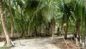 Chính Chủ - CẦN BÁN  NHANH LÔ ĐẤT Vườn Dừa Thu Hoạch Hàng Tháng Tại Càng Long, Trà Vinh