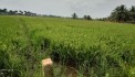 Bán lô đất lúa không dính quy hoạch gần quốc lộ 50B giá 1 tỷ