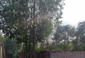 Cho thuê 5.000m2 đất thổ cư,đã xây tường gạch,oto vào tận nơi tại Cổ Đông, Sơn Tây