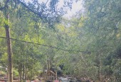 Đất nền Đà Lạt bán cắt lỗ, vị trí đẹp, phù hợp làm nhà kính, Homestay cho thuê.