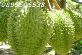 Cần bán miếng vườn sầu riêng 17000m2 Phú Riềng Bình Phước