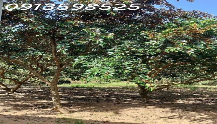 1500m2 giá 300 triệu, nhà chòi nhậu bao mát