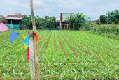 Đất Đại Cường - Đại Lộc diện tích rộng xây nhà vườn, biệt thự