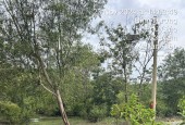 CHÍNH CHỦ CẦN BÁN  GẤP LÔ ĐẤT Ở TÂN HIỆP, PHÚ GIÁO, TỈNH BÌNH DƯƠNG