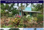 CẦN BÁN GẤP VƯỜN CÂY ĂN TRÁI CÓ NHÀ Ở DIỆN TÍCH 1450M2 CÓ THỔ CƯ