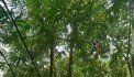 TRUNG TÂM VIỆT HƯNG -VỊ TRÍ ĐẸP - KINH DOANH - Ô TÔ TRÁNH