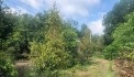 Sang lại miếng đất vườn (29 x 65 = 1.606m2) đã tách 5 SỔ HỒNG RIÊNG, THỔ CƯ, suối, nhà hiện hữu,DT756, 210TR/SỔ