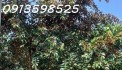 1500m2 giá 300 triệu, nhà chòi nhậu bao mát