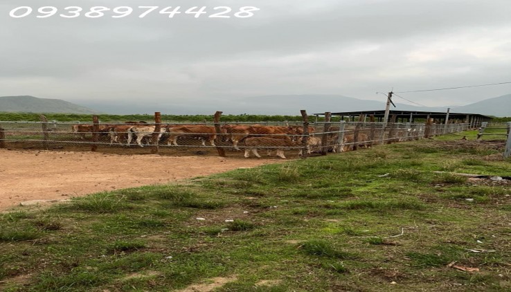 bán 14 ha. Đất tại xã Quãng Sơn - huyện Ninh Sơn. Ninh Thuận
0938974428