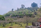 Chính chủ gửi bán 2 héc ta đất Du Lịch Mộc Châu, Vị trí đẹp trung tâm bản du lịch, gần Hang Táu.