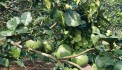 BÁN  ĐẤT ĐẸP - GIÁ Tốt - Vị Trí Tại : Bình Ba - Châu Đức - Bà Rịa Vũng Tàu