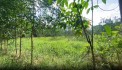 BÁN LÔ ĐẤT GẦN 5000M² – ĐẤT TRỒNG CÂY LÂU NĂM – CÓ SẴN CÂY TRÀM 3 NĂM TUỔI