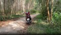 BÁN LÔ ĐẤT GẦN 5000M² – ĐẤT TRỒNG CÂY LÂU NĂM – CÓ SẴN CÂY TRÀM 3 NĂM TUỔI