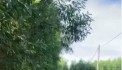 BÁN LÔ ĐẤT GẦN 5000M² – ĐẤT TRỒNG CÂY LÂU NĂM – CÓ SẴN CÂY TRÀM 3 NĂM TUỔI