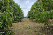 ĐANG VAY NGÂN HÀNG NÊN CẦN BÁN GẤP CĂN NHÀ VƯỜN CÓ 300 CÂY SẦU RIÊNG