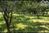 BÁN 3000M CÓ 1000M THỔ CƯ TẶNG FULL VƯỜN BƯỞI DIỄN GIÁ CHỈ NHỈNH 2TR/,M