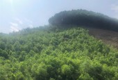  BÁN 4,6HA ĐẤT RSX TẠI KIM LẬP, KIM BÔI, HÒA BÌNH OTO VÀO TẬN NƠI 