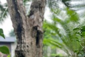  BÁN LÔ ĐẤT CÓ SẴN NHÀ – CHỈ VIỆC SÁCH VALI VỀ Ở! 