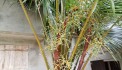 CỰC HOT KHUÔN VIÊN NHÀ VƯỜN 1052m .CHỈ NHỈNH 2.X TỈ TẠI ĐÀ BẮC-HÒA BÌNH