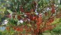 CỰC HOT KHUÔN VIÊN NHÀ VƯỜN 1052m .CHỈ NHỈNH 2.X TỈ TẠI ĐÀ BẮC-HÒA BÌNH