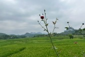 SIÊU PHẨM NGHỈ DƯỠNG 5 – VIEW TRIỆU ĐÔ GIỮA LÒNG THIÊN NHIÊN