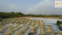 BÁN ĐẤT CÔNG NGHIỆP –MỸ HIỆP, CAO LÃNH, ĐỒNG THÁP – 21.467m²