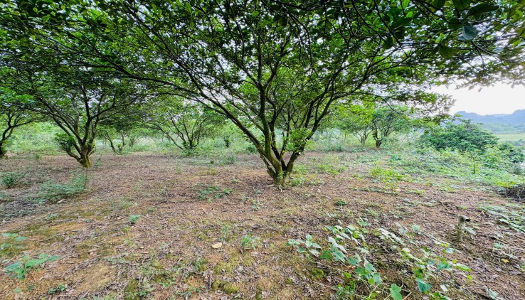 CẦN BÁN LÔ ĐẤT BÁM SÔNG BÔI VIEW CỰC ĐẸP TẠI MỊ HÒA - KIM BÔI - HÒA BÌNH