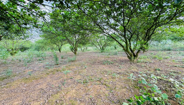 CẦN BÁN LÔ ĐẤT BÁM SÔNG BÔI VIEW CỰC ĐẸP TẠI MỊ HÒA - KIM BÔI - HÒA BÌNH