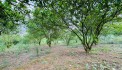 CẦN BÁN LÔ ĐẤT BÁM SÔNG BÔI VIEW CỰC ĐẸP TẠI MỊ HÒA - KIM BÔI - HÒA BÌNH