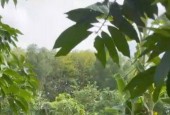 Đất vườn tại Phước hiệp củ chi giá 1tỷ3 860m2 có 50m2 thổ